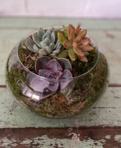 succulent bowl
