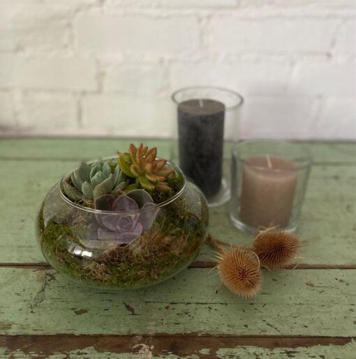 succulent bowl