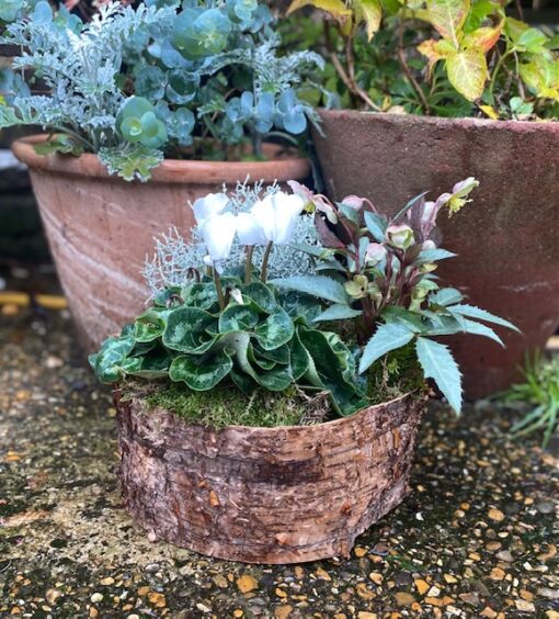 winter planter by Rose&Mary